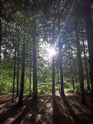 About Psychotherapy. Sun through woods