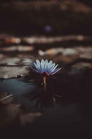 Contemplation. blue lotus